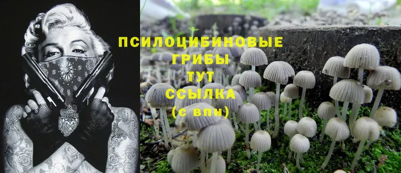 Галлюциногенные грибы Cubensis Горнозаводск